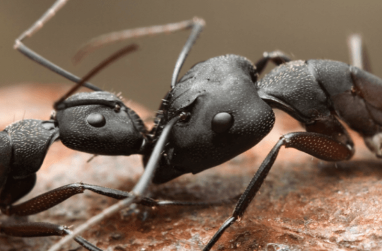 Фото факты о муравьях