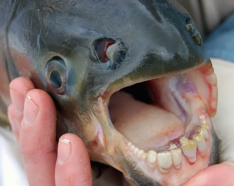 У рыбы Паку человеческие зубы