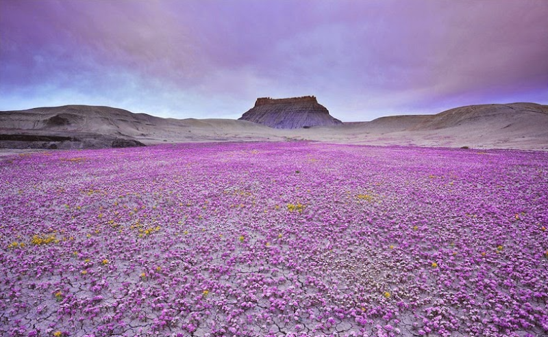 Цветущая пустыня в США. Фото