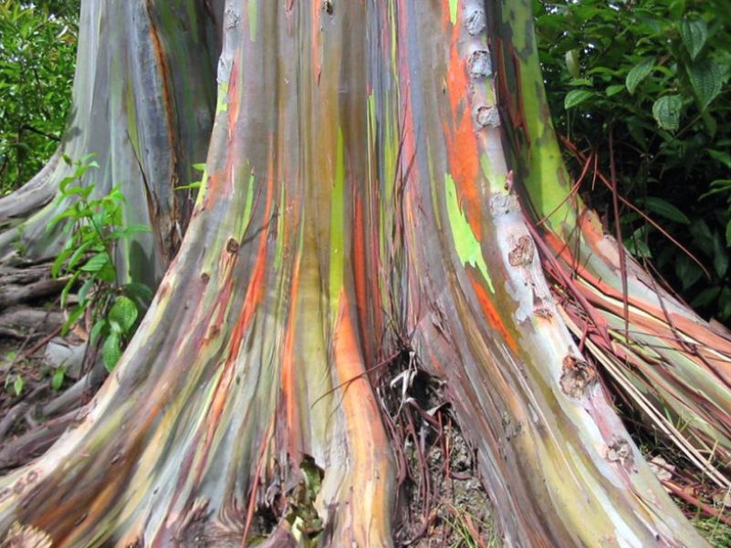 Природа раскрасила дерево всеми цветами радуги