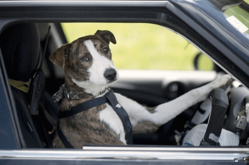 Удивительно, но собаки научились водить машину! Видео
