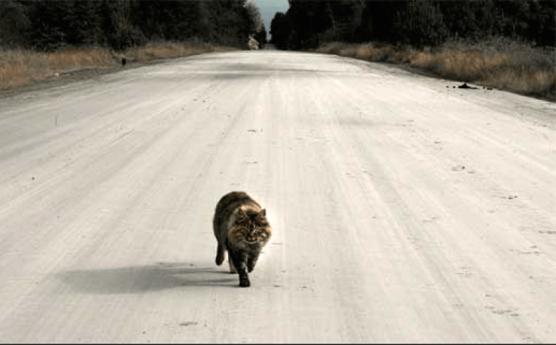 Как животные находят дорогу домой? Видео