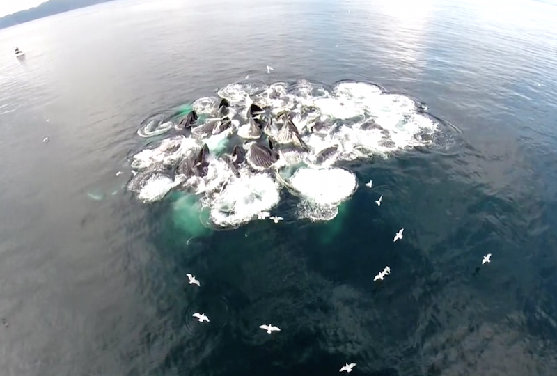 Охота горбатых китов. Потрясающее видео!