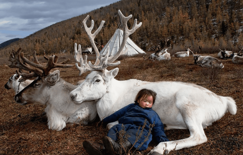 Повседневная жизнь племени оленеводов, живущих в Монголии