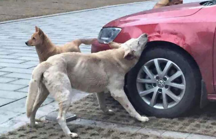 За что собака погрызла машину?