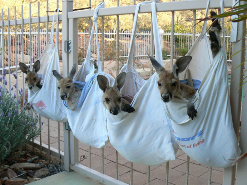 Австралиец открыл приют для осиротевших кенгурят