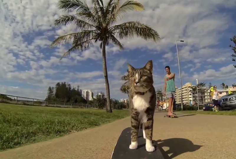 Кошка, которая гоняет на скейтборде. Видео!