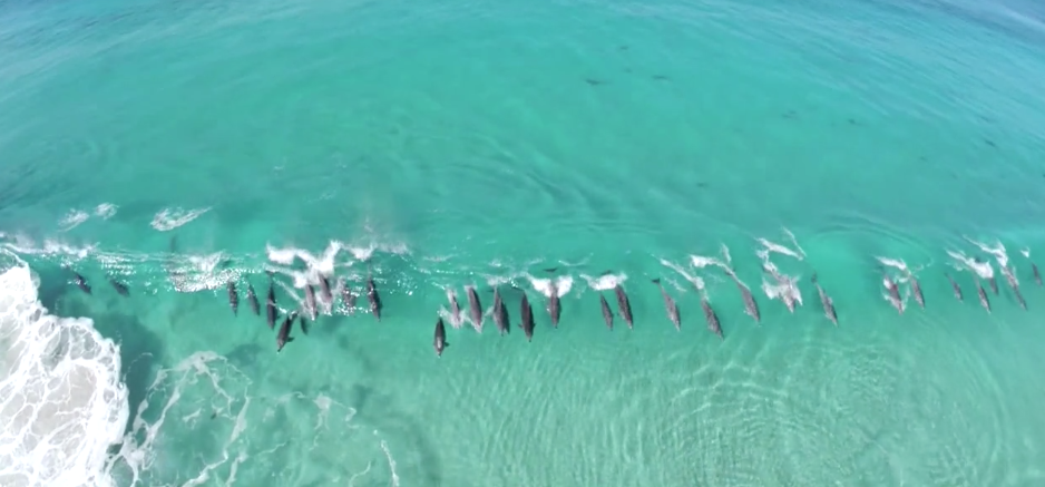 И дельфины любят кататься на волнах. Видео