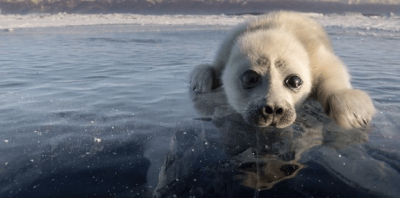 Самый трогательный маленький тюлень живет на Байкале