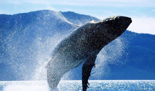 Потрясающее видео: кит благодарит людей за свое спасение