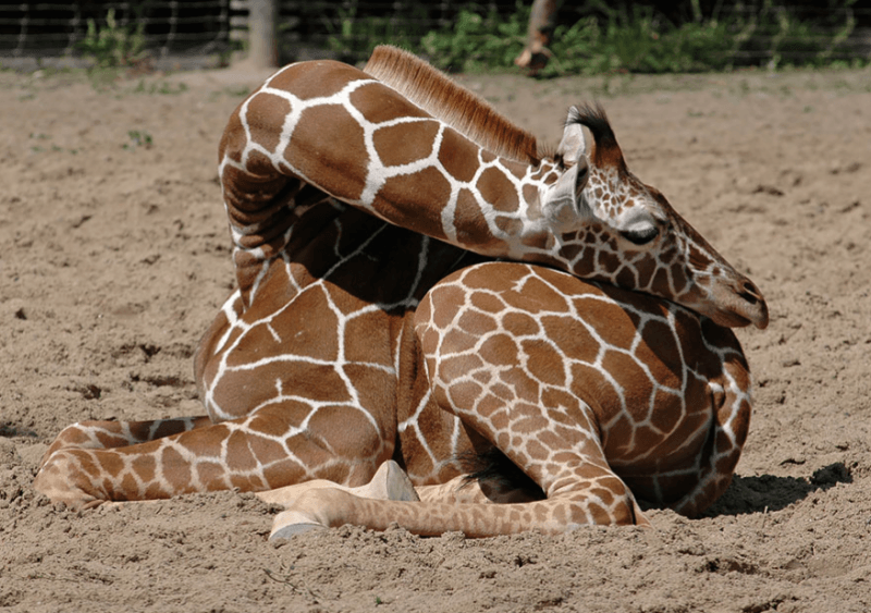 Как спят жирафы (10 фото)
