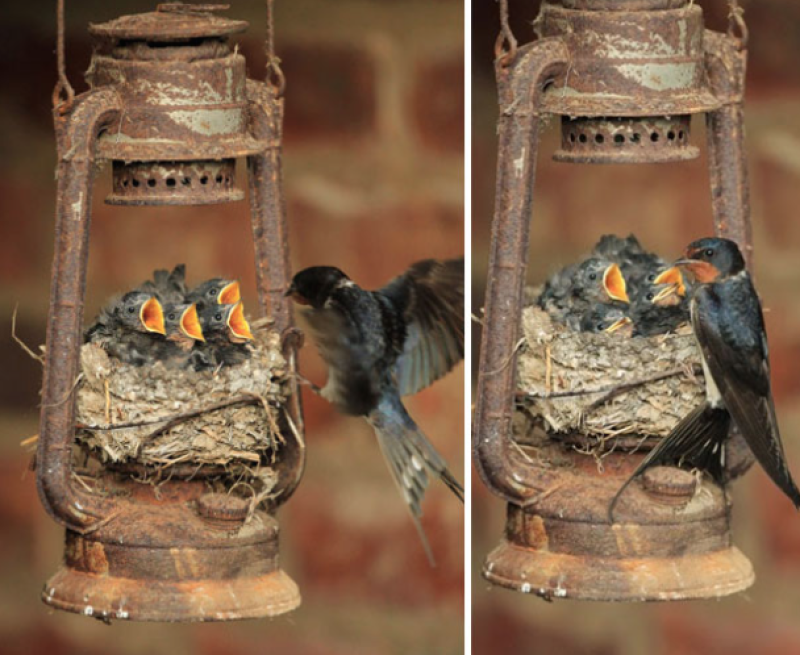 Гнезда птиц в неожиданных местах (30 фото)