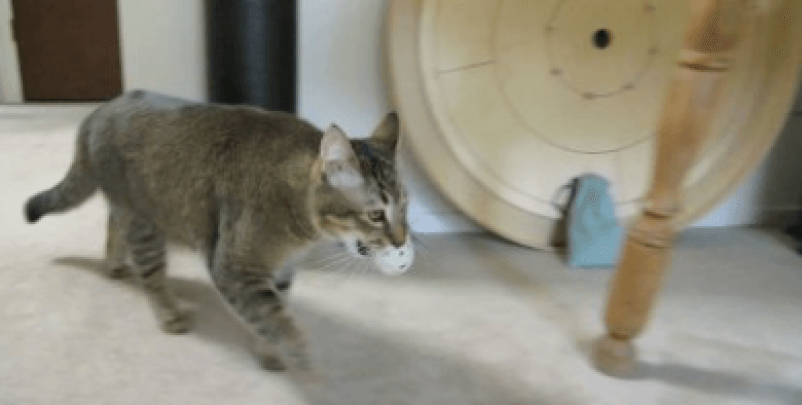 Парень создал устройство, которое обучает домашнего кота охотиться для добывания еды. Видео