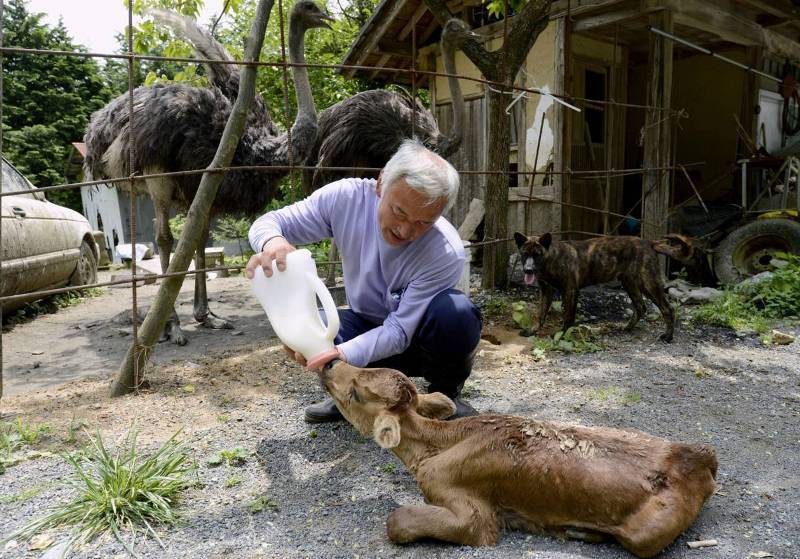 Японец возвратился в зараженную зону Фукусима, чтобы кормить брошенных  животных