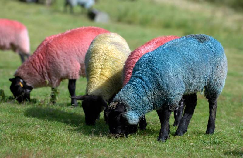Зачем шотландцы красят овец?