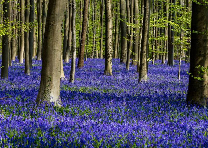 Халлербос – живописный синий лес в Бельгии