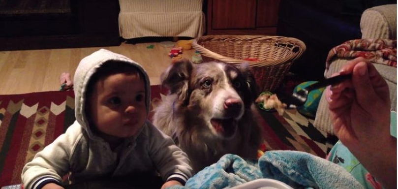Умная собака научилась говорить «мама» раньше ребенка. Видео