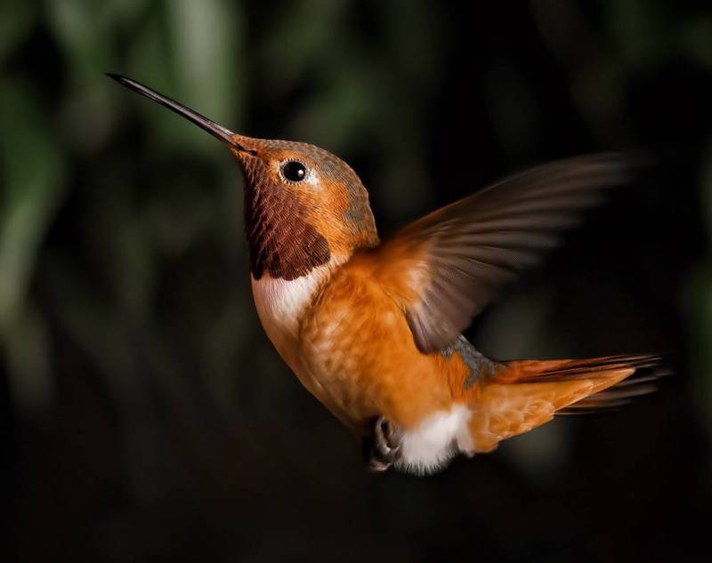 Удачный кадр: фото колибри в полёте