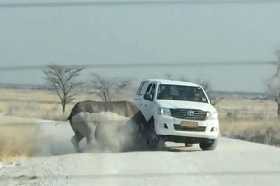 Разъяренный носорог набросился на автомобиль с туристами. Видео