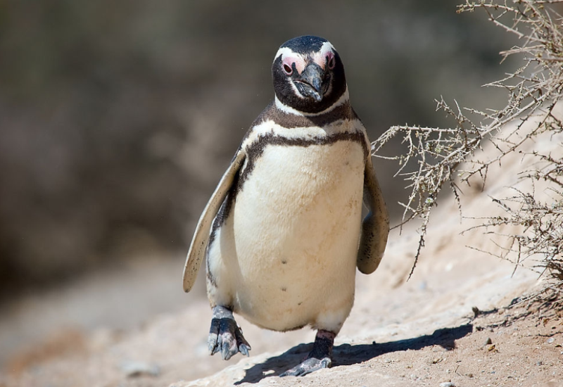 Пингвин Диндим фото