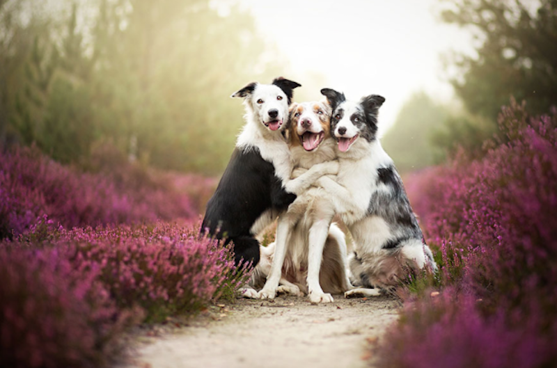 Самые красивые фотографии собак от Алиции Змысловской