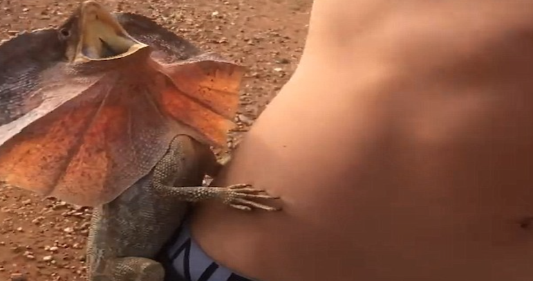 Плащеносная ящерица напала на человека в Австралии. Видео