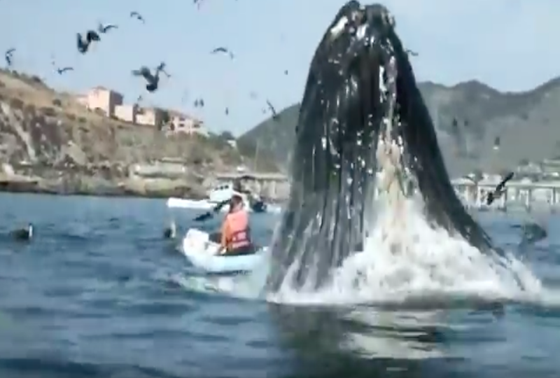 Может ли кит проглотить человека, и что с ним будет потом? Видео