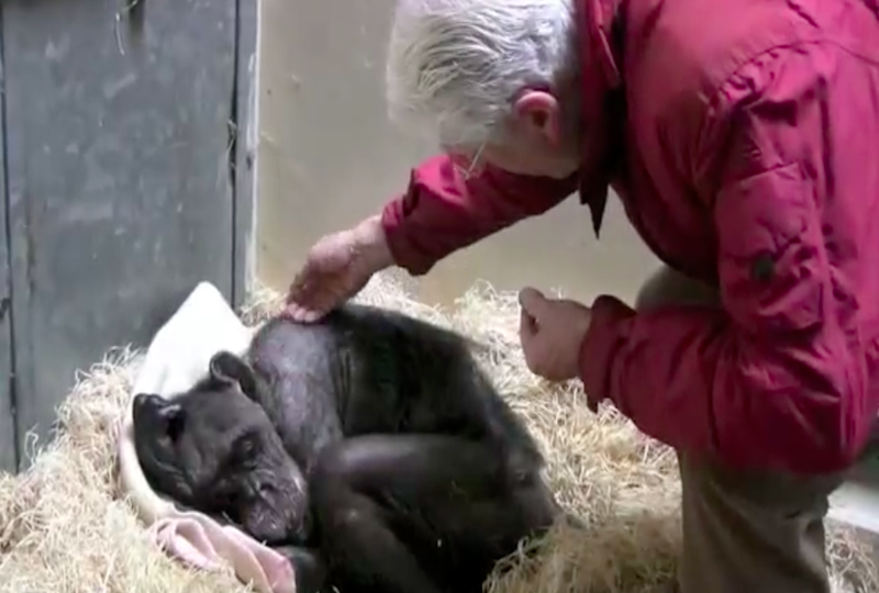 К умирающей от старости шимпанзе, пришел проститься друг. Видео