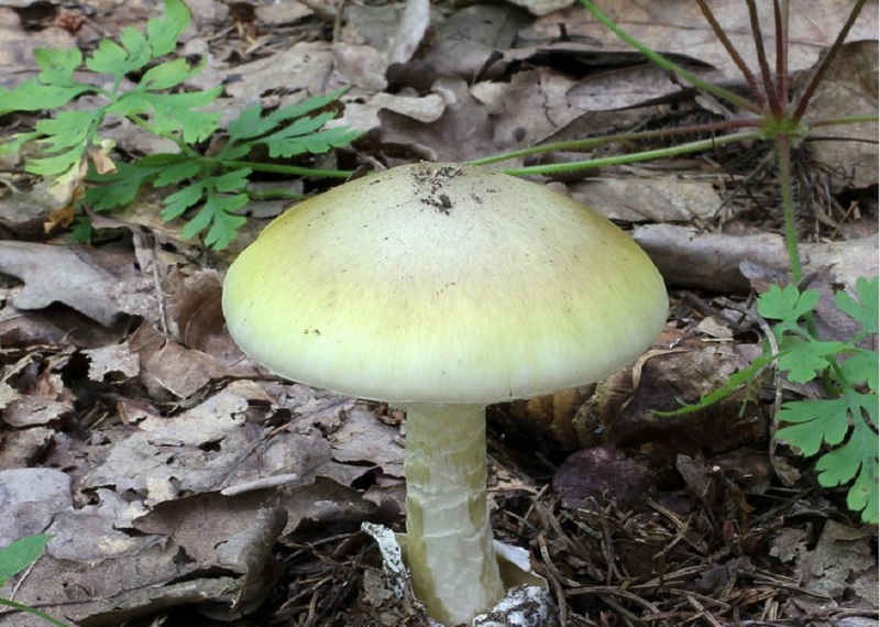 Какой самый ядовитый гриб в европейских лесах?