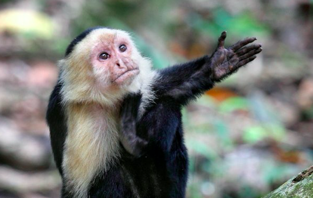 Эксперимент: обезьяны и деньги. Как приматы в людей «превращались»