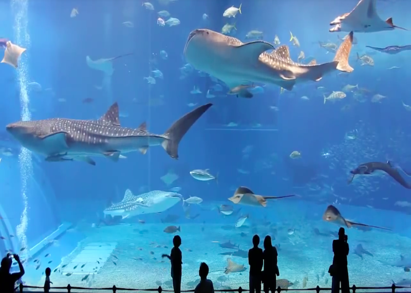 Океанариум Тюрауми: Этот удивительный морской мир. Видео