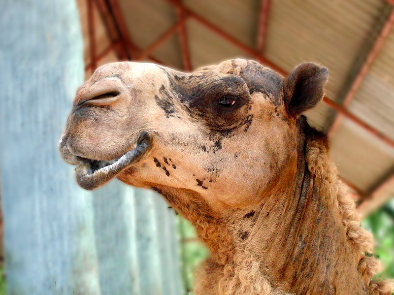 Верблюды едят кактусы с 10-сантиметровыми иглами. Видео