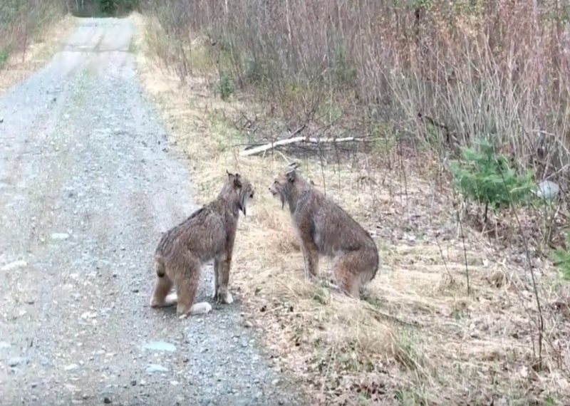 Два самца рыси спорят за территорию. Видео
