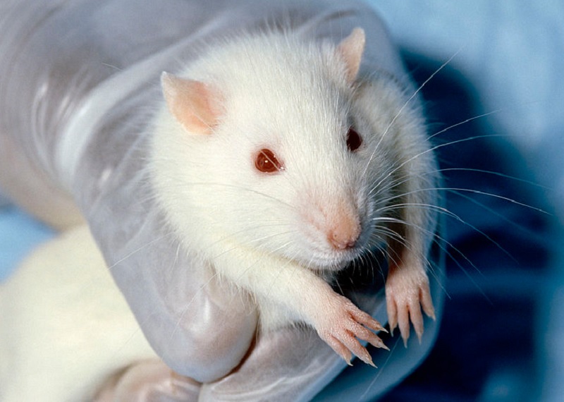 Как эксперимент с крысами и морфием причину наркозависимости раскрыл