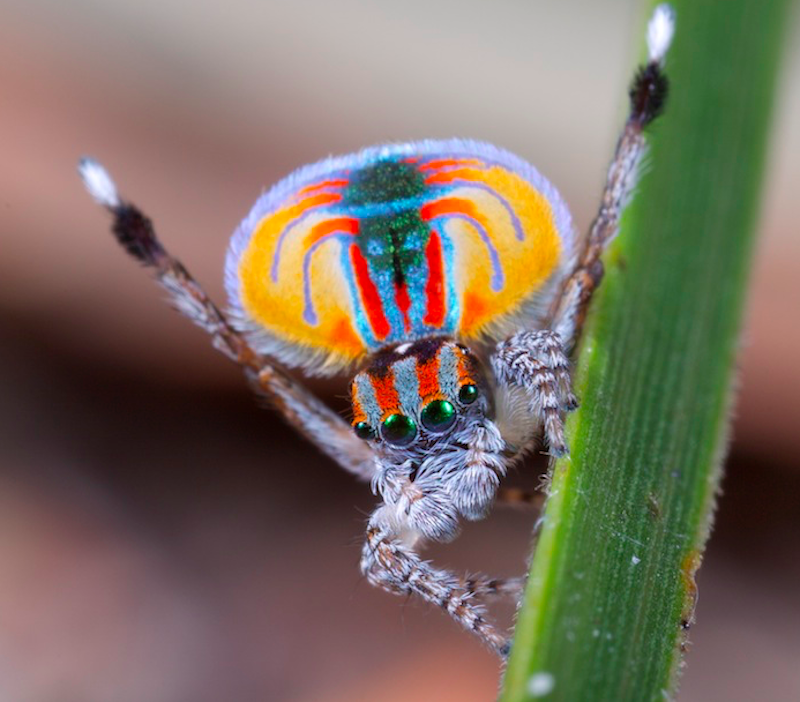 Паучихи паука-павлина съедают некрасивых, и плохо танцующих самцов. Видео