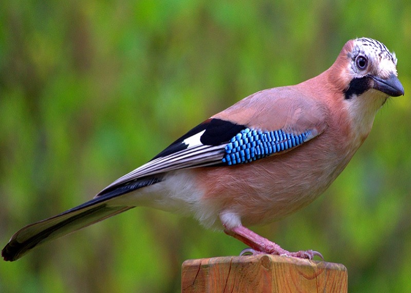 Пернатые болтуны: говорящие птицы, кроме попугаев