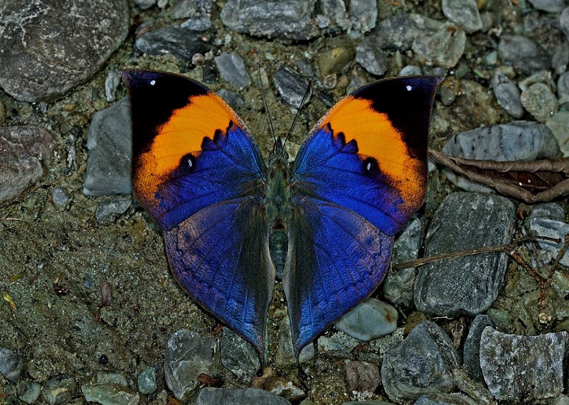 Самые красивые бабочки на Планете – фотоподборка