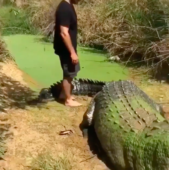 Опасные шутки с гигантским крокодилом. Видео