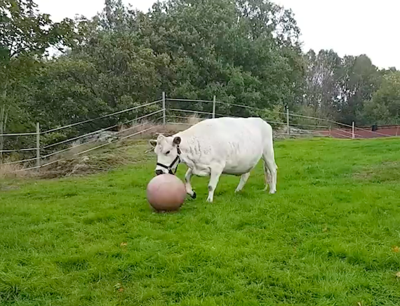 Корова, играющая в мяч. Очень забавное видео