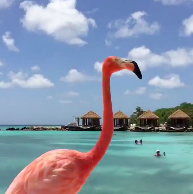 Впечатляющая Аруба: пляж с розовыми фламинго. Видео