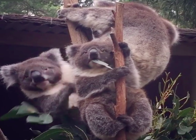 Милые австралийские коалы. Видео
